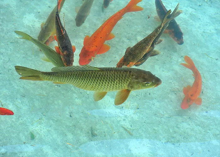 湖北魚飼料廠家